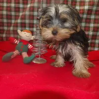 Alex, a male Yorkshire Terrier for sale in Paterson, NJ – Photo 2 of 5