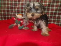 Alex, a male Yorkshire Terrier for sale in Paterson, NJ – Photo 2 of 5