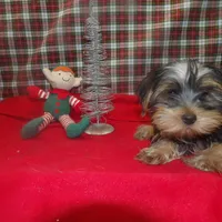 Alex, a male Yorkshire Terrier for sale in Paterson, NJ – Photo 5 of 5