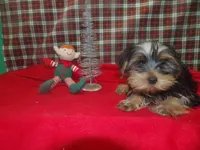 Alex, a male Yorkshire Terrier for sale in Paterson, NJ – Photo 5 of 5