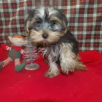 Alex, a male Yorkshire Terrier for sale in Paterson, NJ – Photo 4 of 5