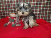 Alex, a male Yorkshire Terrier for sale in Paterson, NJ – Photo 4 of 5