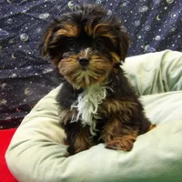 Juliet, a female Shorkie for sale in Paterson, NJ – Photo 3 of 5