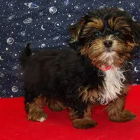 Juliet, a female Shorkie for sale in Paterson, NJ – Photo 2 of 5