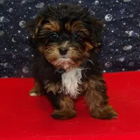 Juliet, a female Shorkie for sale in Paterson, NJ – Photo 1 of 5