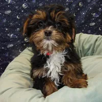 Juliet, a female Shorkie for sale in Paterson, NJ – Photo 4 of 5