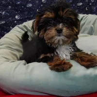 Juliet, a female Shorkie for sale in Paterson, NJ – Photo 5 of 5