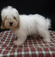 Joker, a male Shihpoo for sale in Paterson, NJ – 3 of 4