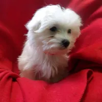 Jackie, a female Maltese for sale in Paterson, NJ – Photo 1 of 3