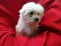 Jackie, a female Maltese for sale in Paterson, NJ – Photo 1 of 3