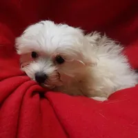 Jackie, a female Maltese for sale in Paterson, NJ – Photo 3 of 3