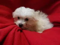 Jackie, a female Maltese for sale in Paterson, NJ – Photo 3 of 3