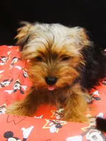 Sable, a male Yorkshire Terrier for sale in Paterson, NJ – 4 of 10