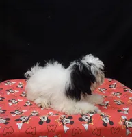 Jag , a male Shihpoo for sale in Paterson, NJ – 5 of 5