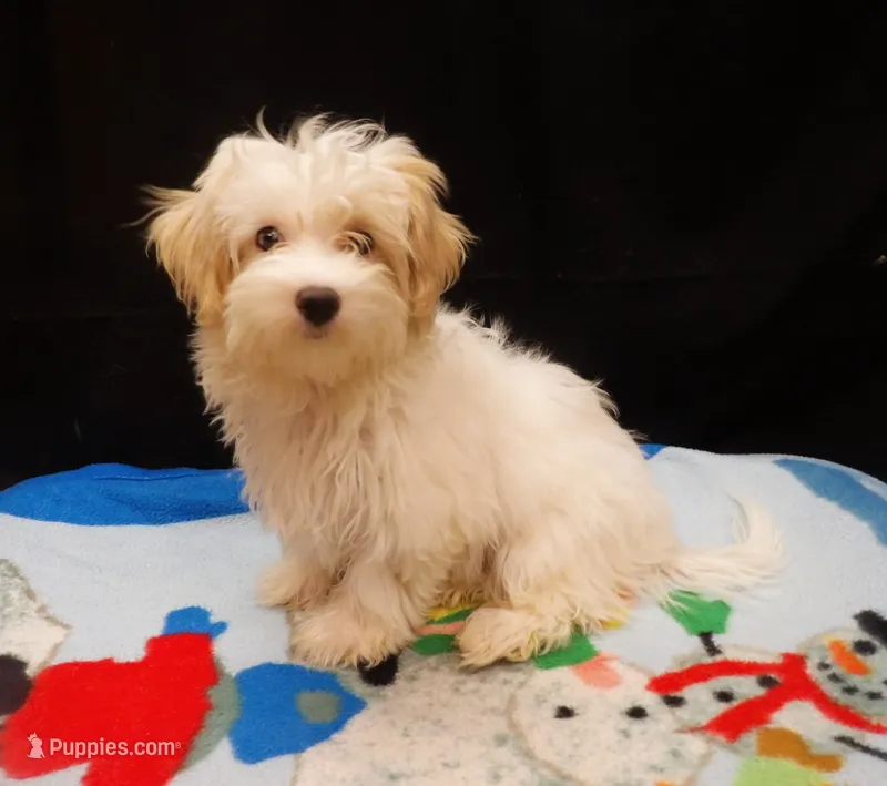 Sandra – Maltipoo puppy for sale in Paterson, NJ