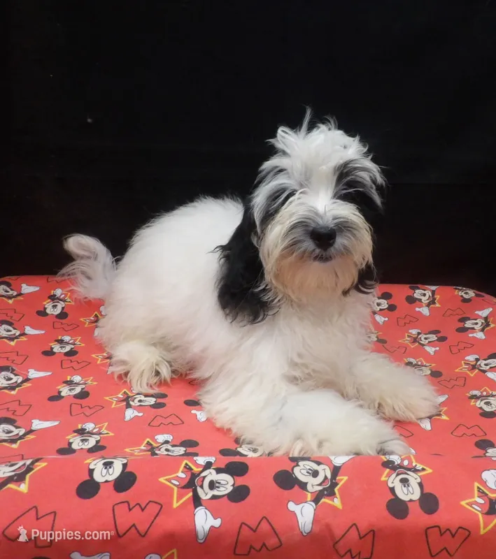 Jag  – Shihpoo puppy for sale in Paterson, NJ