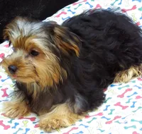 Sally, a female Yorkshire Terrier for sale in Paterson, NJ – 2 of 10