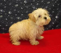 Ace, a male Morkie for sale in Paterson, NJ – Photo 3 of 6