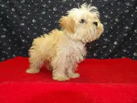 Ace, a male Morkie for sale in Paterson, NJ – Photo 6 of 6