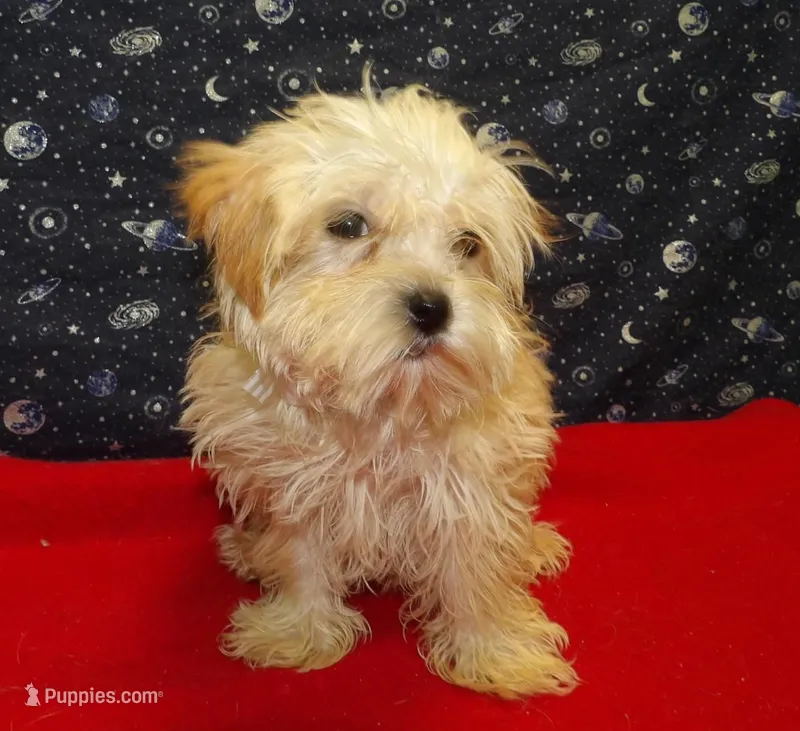 Ace – Morkie puppy for sale in Paterson, NJ