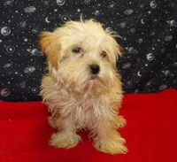 Ace, a male Morkie for sale in Paterson, NJ – Photo 1 of 6