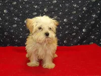 Ace, a male Morkie for sale in Paterson, NJ – Photo 4 of 6