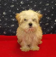 Ace, a male Morkie for sale in Paterson, NJ – Photo 2 of 6