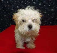 Ace, a male Morkie for sale in Paterson, NJ – Photo 5 of 6