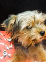 Sable, a male Yorkshire Terrier for sale in Paterson, NJ – 6 of 10