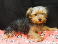 Sable, a male Yorkshire Terrier for sale in Paterson, NJ – 1 of 10