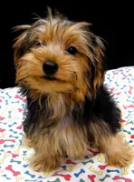 Sally, a female Yorkshire Terrier for sale in Paterson, NJ – 10 of 10
