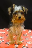Suri, a female Yorkshire Terrier for sale in Paterson, NJ – 8 of 10