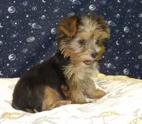 Aladdin, a male Yorkshire Terrier for sale in Paterson, NJ – Photo 4 of 4