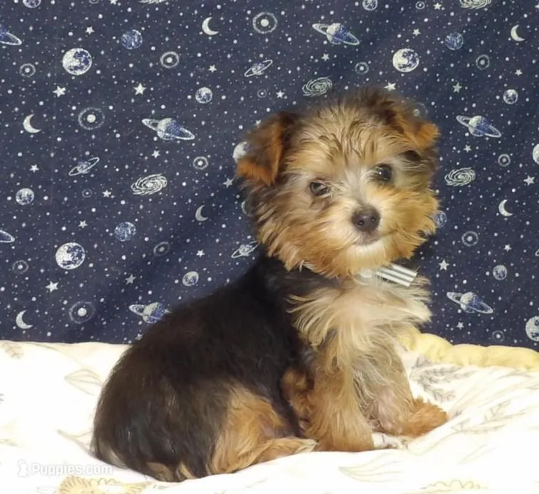 Aladdin – Yorkshire Terrier puppy for sale in Paterson, NJ