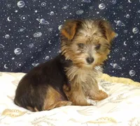 Aladdin, a male Yorkshire Terrier for sale in Paterson, NJ – Photo 3 of 4