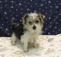 Avery, a female Morkie for sale in Paterson, NJ – Photo 8 of 8