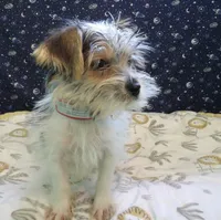 Avery, a female Morkie for sale in Paterson, NJ – Photo 6 of 8