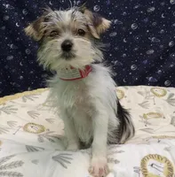 Avery, a female Morkie for sale in Paterson, NJ – Photo 7 of 8