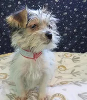 Avery, a female Morkie for sale in Paterson, NJ – Photo 5 of 8