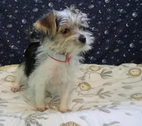 Avery, a female Morkie for sale in Paterson, NJ – Photo 3 of 8