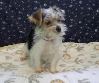 Avery, a female Morkie for sale in Paterson, NJ – Photo 2 of 8
