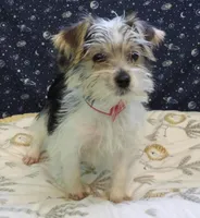 Avery, a female Morkie for sale in Paterson, NJ – Photo 4 of 8