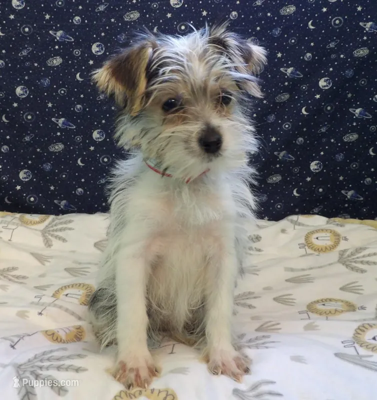 Avery – Morkie puppy for sale in Paterson, NJ
