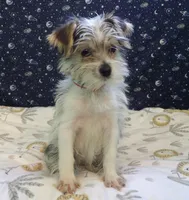 Avery, a female Morkie for sale in Paterson, NJ – Photo 1 of 8