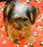 Suri, a female Yorkshire Terrier for sale in Paterson, NJ – 4 of 10