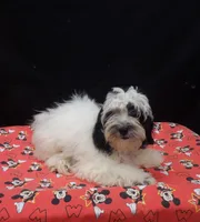 Jag , a male Shihpoo for sale in Paterson, NJ – 3 of 5