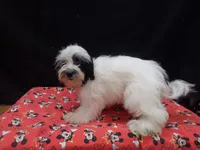 Jag , a male Shihpoo for sale in Paterson, NJ – 2 of 5