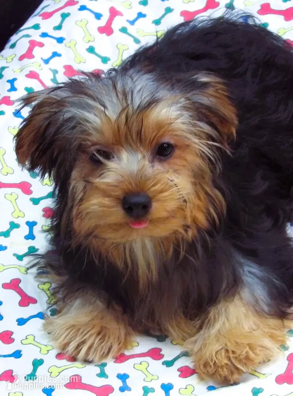 Sally – Yorkshire Terrier puppy for sale in Paterson, NJ