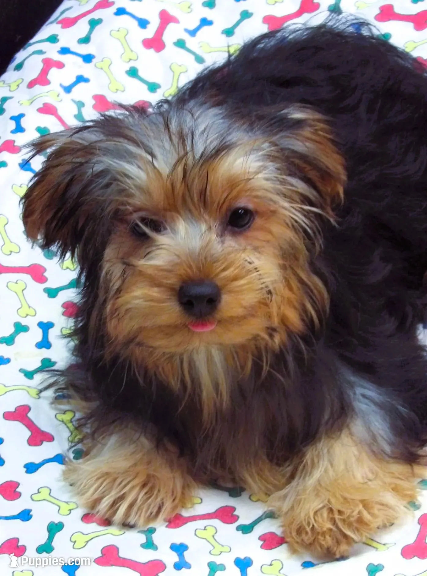Sally, a female Yorkshire Terrier for sale in Paterson, NJ – 1 of 10