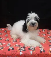 Jag , a male Shihpoo for sale in Paterson, NJ – 4 of 5